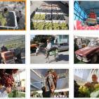 بالصور: العنب الخليلي من المحاصيل الى التصدير