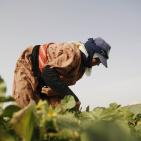 افتتاح مهرجان الفقوس في بلدة دير بلوط