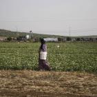 افتتاح مهرجان الفقوس في بلدة دير بلوط