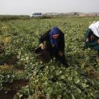 افتتاح مهرجان الفقوس في بلدة دير بلوط