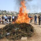 اتلاف 3 أطنان مواد مخدرة بقيمة 50 مليون شيقل في الخليل