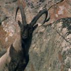 جبال القوقاز الحد العظيم