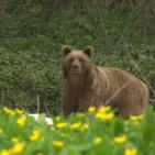 جبال القوقاز الحد العظيم