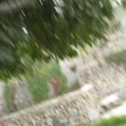 الحفل الاربعون  للصداقه بين المكسيك وفلسطين