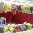 بالصور: مهرجان العنب الفلسطيني 2015