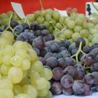 بالصور: مهرجان العنب الفلسطيني 2015