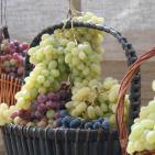 بالصور: مهرجان العنب الفلسطيني 2015