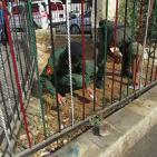 اﻻجهزه اﻻمنيه في نابلس  تشارك يوم حمله النظافة العالمي في نابلس