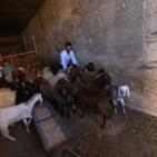 رام الله: إقبال على شراء الاضاحي مع حلول عيد الاضحى