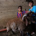 رام الله: إقبال على شراء الاضاحي مع حلول عيد الاضحى