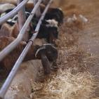 رام الله: إقبال على شراء الاضاحي مع حلول عيد الاضحى