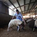 رام الله: إقبال على شراء الاضاحي مع حلول عيد الاضحى