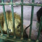 نفي خبرنفوق أحد الأسود في حديقة الحيوانات الوطنية في ‫‏قلقيلية‬،