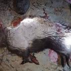 صواني قش من ريش النيص - سلفيت