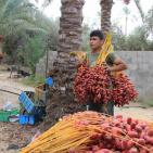 موسم جني البلح في قطاع غزة