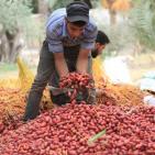 موسم جني البلح في قطاع غزة