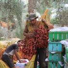 موسم جني البلح في قطاع غزة