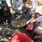 سليم ابو غزالة: توقعات بتراجع انتاج زيت الزيتون هذا العام