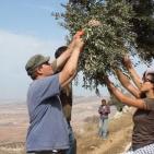 سليم ابو غزالة: توقعات بتراجع انتاج زيت الزيتون هذا العام