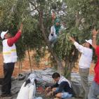 سليم ابو غزالة: توقعات بتراجع انتاج زيت الزيتون هذا العام