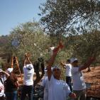 سليم ابو غزالة: توقعات بتراجع انتاج زيت الزيتون هذا العام