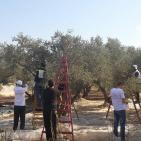 سليم ابو غزالة: توقعات بتراجع انتاج زيت الزيتون هذا العام