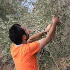 نابلس: النجاح التطوعية تُنظم نشاطاً تطوعياً بقطف الزيتون في تل