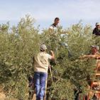 متطوعون يشاركون أهالي دوما بنابلس قطاف الزيتون