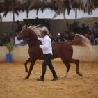 بطولة فلسطين الدولية الثالثة لجمال الخيل العربية الاصيلة في اريحا