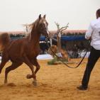 بطولة فلسطين الدولية الثالثة لجمال الخيل العربية الاصيلة في اريحا