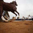 بطولة فلسطين الدولية الثالثة لجمال الخيل العربية الاصيلة في اريحا