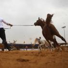 بطولة فلسطين الدولية الثالثة لجمال الخيل العربية الاصيلة في اريحا