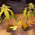 بالصور: الشرطة تضبط مستنبتا للمواد المخدرة قرب رام الله