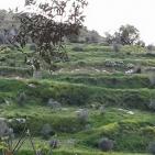 عرابة تتجه نحو اقامة متحف وطني في قصورها الاثرية