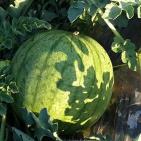 عرابة تتجه نحو اقامة متحف وطني في قصورها الاثرية