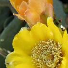 عرابة تتجه نحو اقامة متحف وطني في قصورها الاثرية