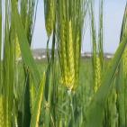 عرابة تتجه نحو اقامة متحف وطني في قصورها الاثرية