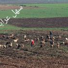 عرابة تتجه نحو اقامة متحف وطني في قصورها الاثرية