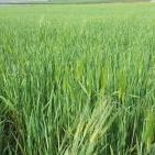 عرابة تتجه نحو اقامة متحف وطني في قصورها الاثرية