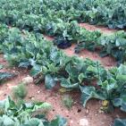 موسم الزراعه في اريحا  مع بدء الشتاء