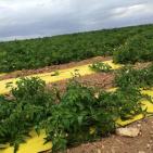 موسم الزراعه في اريحا  مع بدء الشتاء