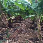 موسم الزراعه في اريحا  مع بدء الشتاء