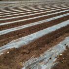 موسم الزراعه في اريحا  مع بدء الشتاء