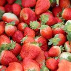 انتاج الفراوله  في قطاع غزه