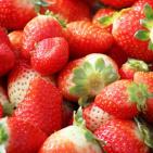 انتاج الفراوله  في قطاع غزه