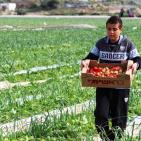 انتاج الفراوله  في قطاع غزه