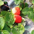 انتاج الفراوله  في قطاع غزه