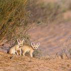 اجمل صور الطبيعة والحيوان في العالم