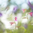 اجمل صور الطبيعة والحيوان في العالم