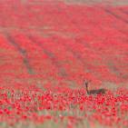 اجمل صور الطبيعة والحيوان في العالم